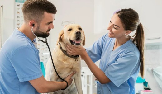 Colegio de Médicos Veterinarios cuestiona proyecto de ‘Clínicas Veterinarias Estatales’