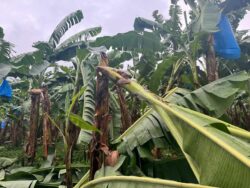 Sector bananero pierde 20% de exportaciones por exceso de lluvias y proliferación de enfermedades