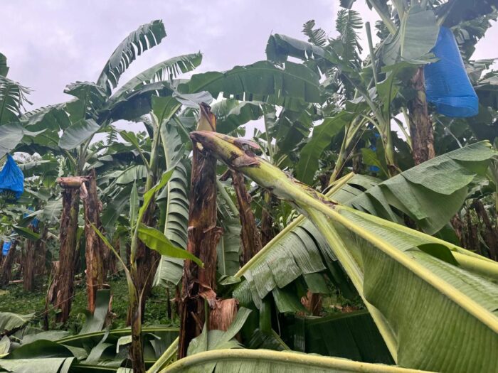 Sector bananero pierde 20% de exportaciones por exceso de lluvias y proliferación de enfermedades