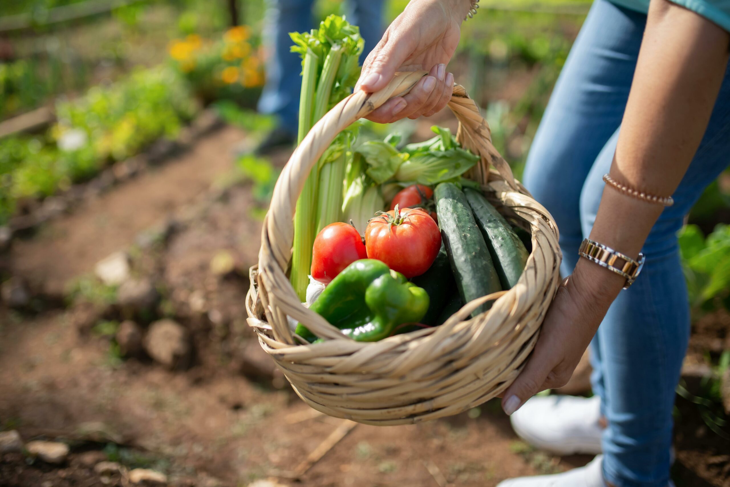 ¿Va para la feria? Precio del tomate tuvo disminución de 30% y se vende en ¢700 el kilo