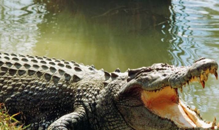 Tras el paso del huracán Melissa, las autoridades de Jamaica advirtieron el riesgo de cocodrilos en zonas residenciales