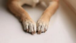 6 de cada 10 centroamericanos ve a su mascota como un miembro más de la familia: Incluso como un hijo