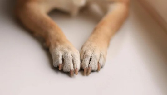 6 de cada 10 centroamericanos ve a su mascota como un miembro más de la familia: Incluso como un hijo