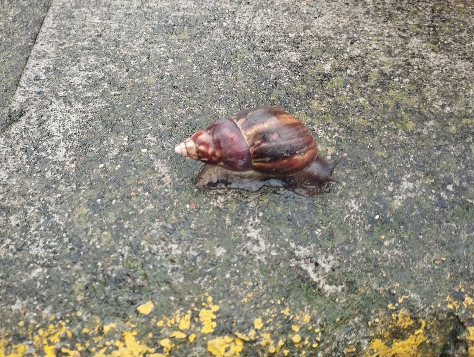 Detectan brote de caracol gigante africano en zona residencial de Heredia