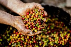 Productores proyectan disminución en recolectores de café para este año