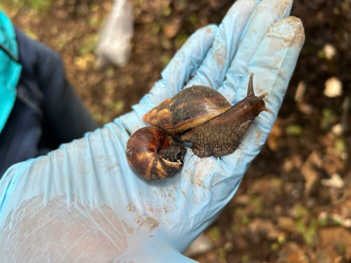 Autoridades detectan caracol gigante africano en una segunda comunidad de Heredia