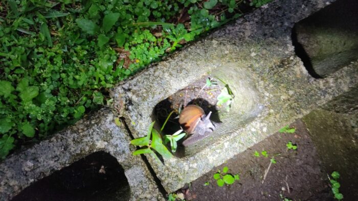 Salud advierte que caracol gigante africano es riesgoso para humanos al portar parásitos y bacterias