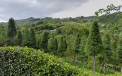 ¿Quiere comprar su arbolito de ciprés? Precios están entre ¢8 mil y ¢50 mil para esta Navidad