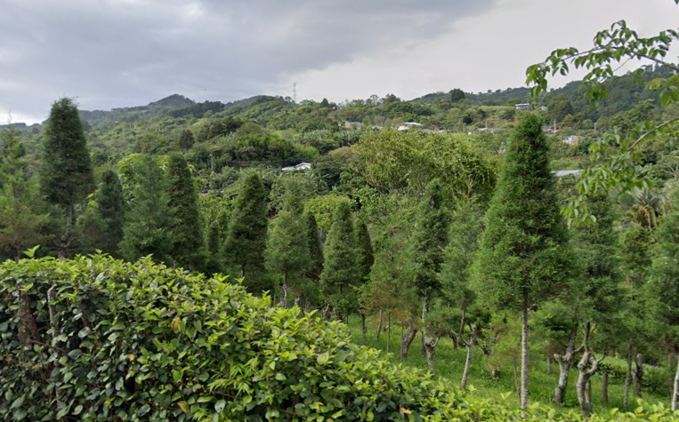 ¿Quiere comprar su arbolito de ciprés? Precios están entre ¢8 mil y ¢50 mil para esta Navidad