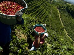 Cosecha de café inicia con faltante de más 33 mil recolectores