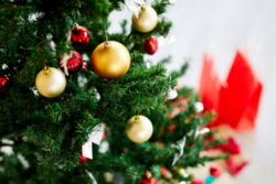 ¡No bote el árbol de Navidad! Municipalidades realizarán campaña de reciclaje