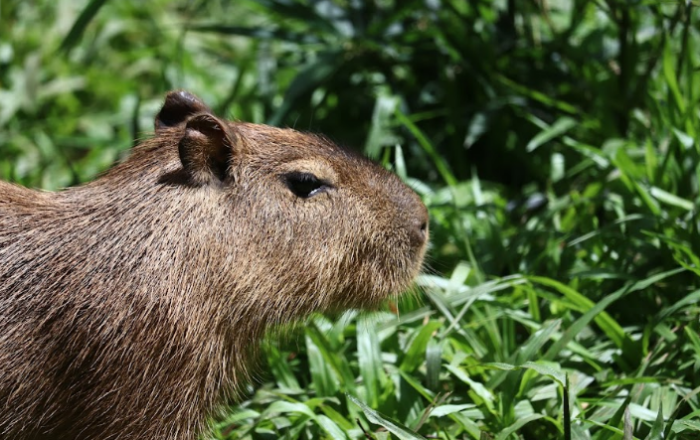 Centro de rescate lanza dinámica para elegir nombre de cuatro capibaras