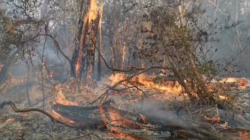 Autoridades llaman a extremar la prevención ante alto riesgo de incendios forestales por fuertes vientos