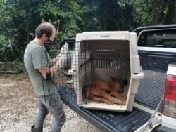 SINAC recomienda tomar medidas ante avistamiento de animales silvestres en zonas pobladas