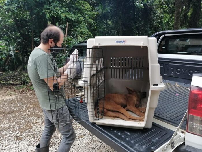 SINAC recomienda tomar medidas ante avistamiento de animales silvestres en zonas pobladas