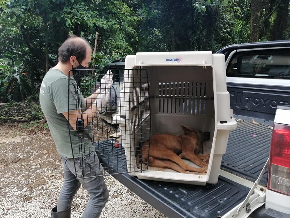 SINAC recomienda tomar medidas ante avistamiento de animales silvestres en zonas pobladas