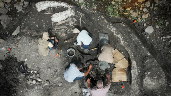 Encuentran fósiles de mastodonte y perezoso gigante en Cartago