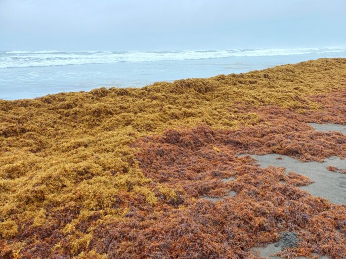 Expertos registran hasta un metro de sargazo acumulado en playas del Caribe