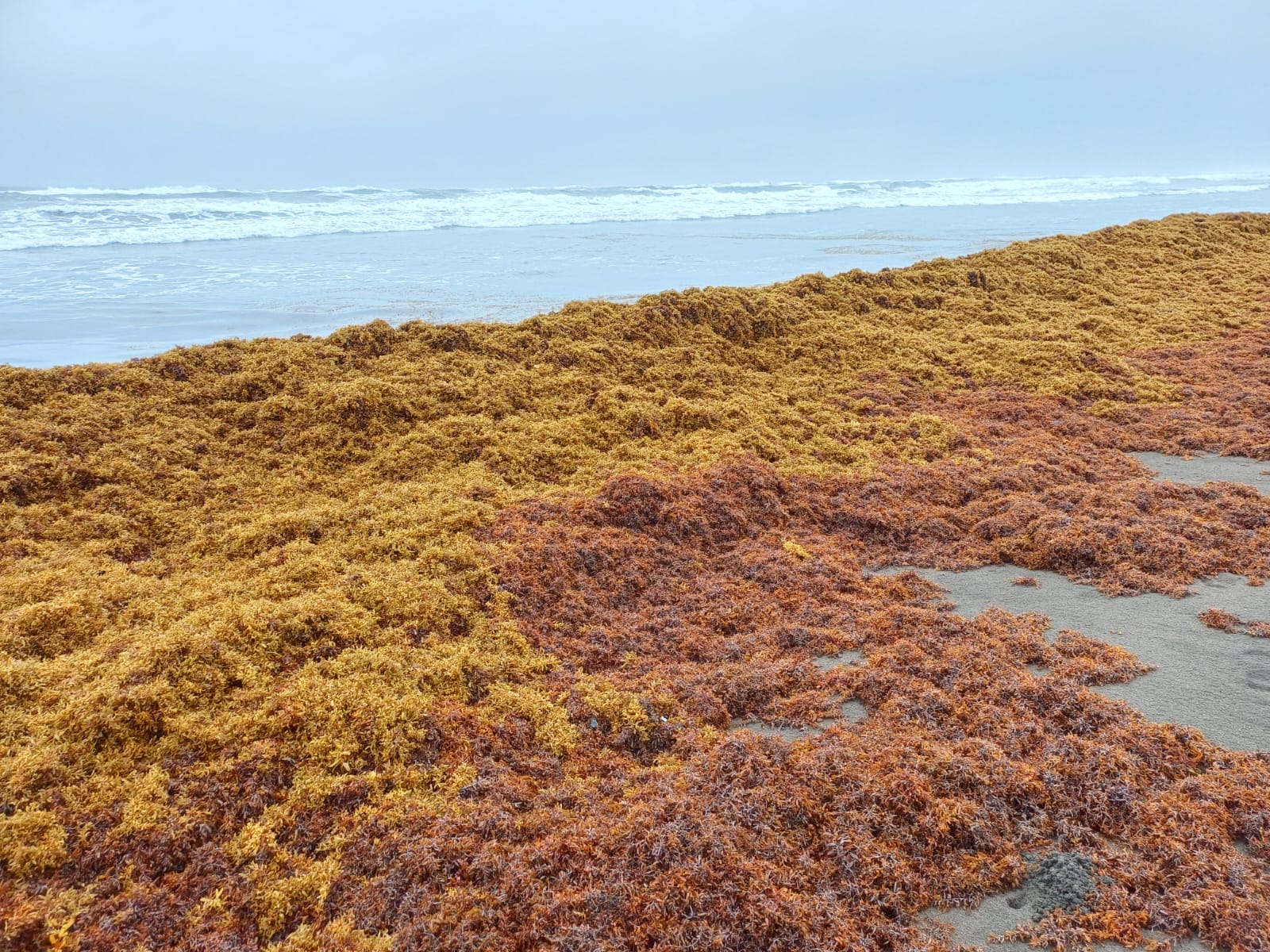 Expertos registran hasta un metro de sargazo acumulado en playas del Caribe