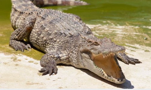 Rechazan proyecto que buscaba “control” de cocodrilos en el país