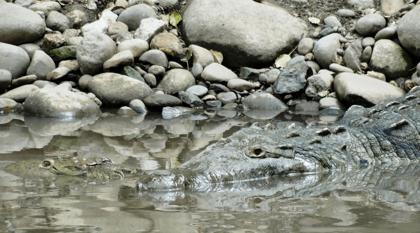 ¿Va para el río o la playa? Brindan consejos para evitar ataques de cocodrilos #NM935
