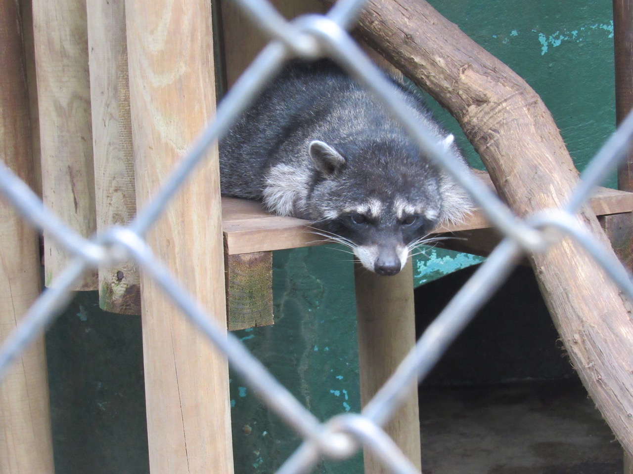 Fiscalía Ambiental realiza seis allanamientos por presunto comercio ilegal de fauna silvestre en centros turísticos