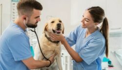 MAG ve ‘difícil’ plan para crear clínicas veterinarias estatales por temas de presupuesto