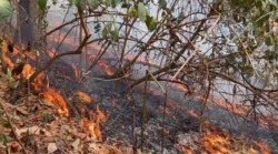 Bomberos reportan aumento del 109% en incendios forestales respecto al 2025