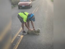 Colegio de Veterinarios advierte no manipular perezosos tras ataque a motociclista
