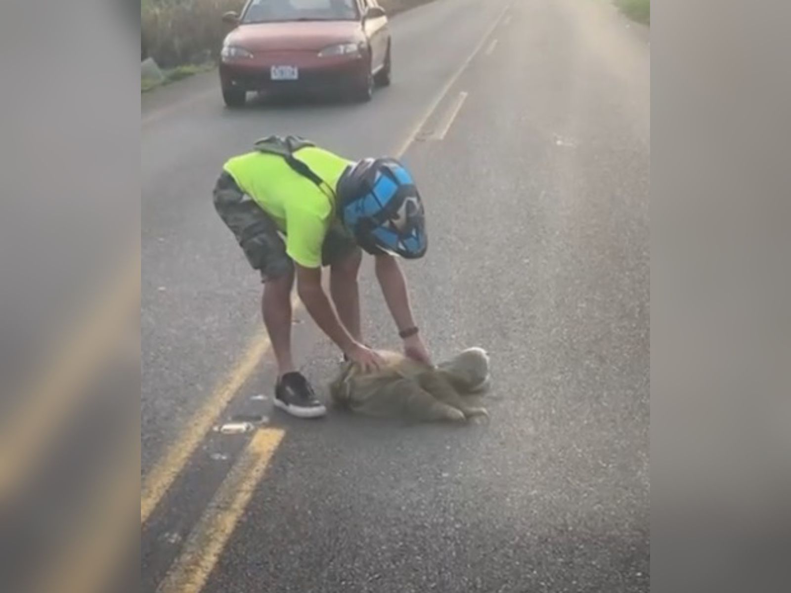 Colegio de Veterinarios advierte no manipular perezosos tras ataque a motociclista #NM935