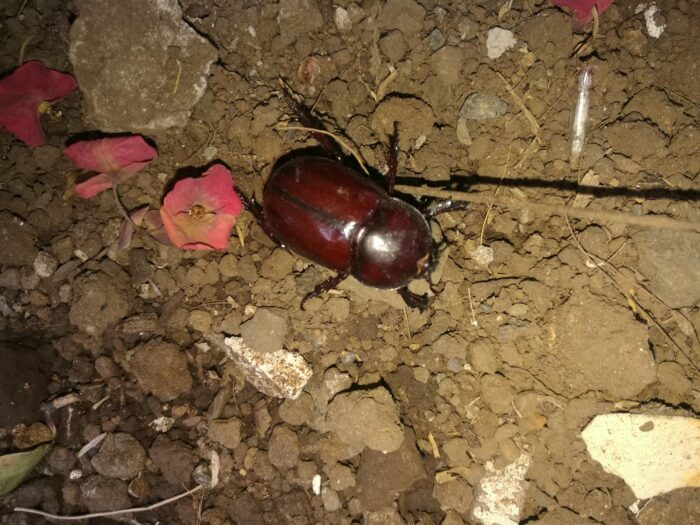 ¿Abejones en su casa? Experto reporta que pico de llegada de estos insectos se da durante estos días