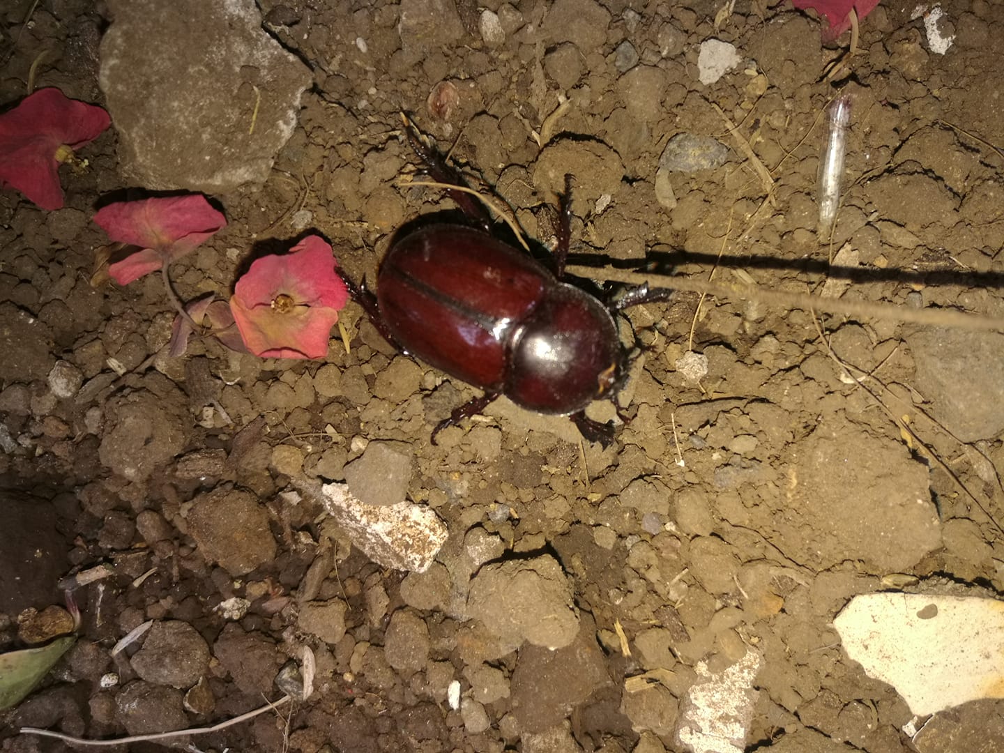 ¿Abejones en su casa? Experto reporta que pico de llegada de estos insectos se da durante estos días
