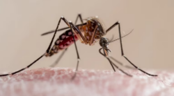 Salud da seguimiento a nuevo caso de chikungunya y realiza llamado preventivo ante llegada de lluvias