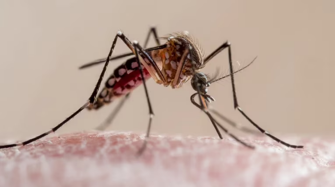 Salud da seguimiento a nuevo caso de chikungunya y realiza llamado preventivo ante llegada de lluvias