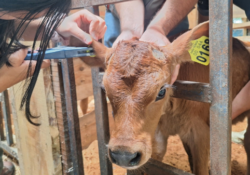 Grupo de ganaderos alerta sobre afectaciones y no descarta medidas contra areteo obligatorio