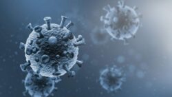 ¿Hay presencia de hantavirus en Costa Rica? Esto dice el Colegio de Microbiólogos