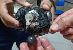 Justicia investiga aparente entrenamiento de palomas para introducir drogas en cárceles