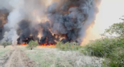 Incendio en Parque Nacional Palo Verde ya consume hasta 4 mil hectáreas