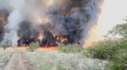 ¿Por qué el Parque Nacional Palo Verde sufre tanto con incendios forestales? Tipo de vegetación limita extinción del fuego