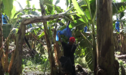 Bananeros prevén que Fenómeno del Niño impacte disponibilidad de la fruta y afecte exportaciones