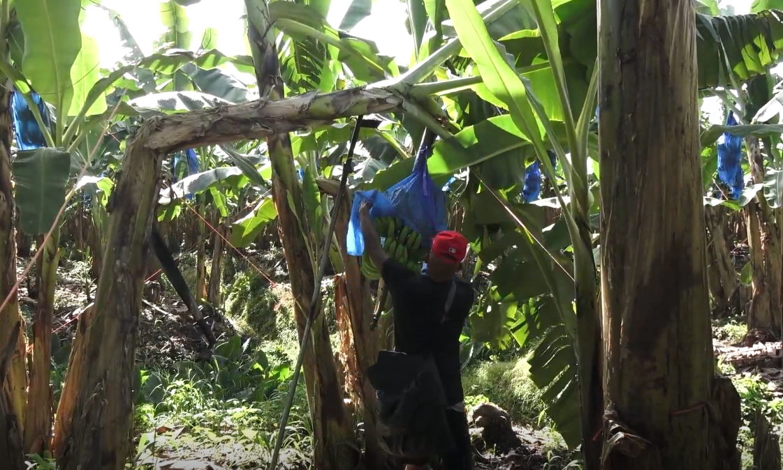 Bananeros prevén que Fenómeno del Niño impacte disponibilida