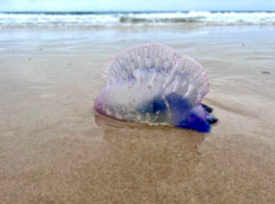 ¿Qué son las carabelas portuguesas y por qué hay que evitar el contacto con esta especie?