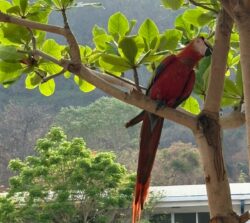 Reptiles, aves y anfibios: Los animales que más decomisa el OIJ a estructuras criminales