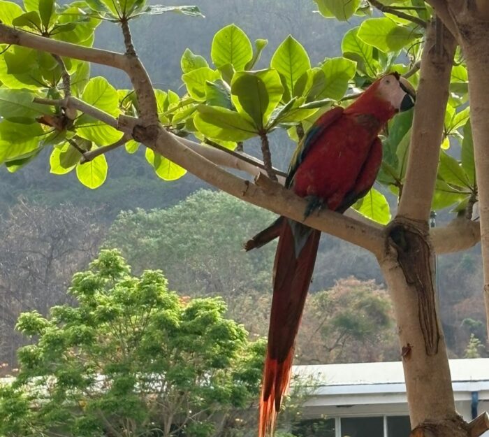Reptiles, aves y anfibios: Los animales que más decomisa el OIJ a estructuras criminales