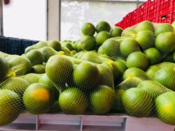 TicoFrut anuncia despido de alrededor de 600 colaboradores por caída en producción y aumento de costos