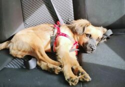 Proyecto busca multar con más de ¢122 mil a conductores que transporten mascotas de forma insegura