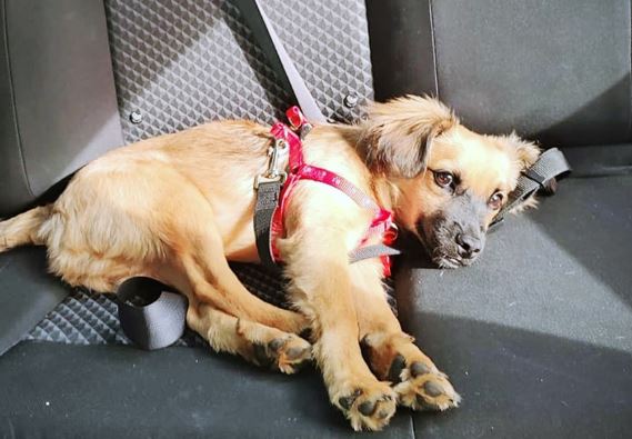 Proyecto busca multar con más de ¢122 mil a conductores que transporten mascotas de forma insegura