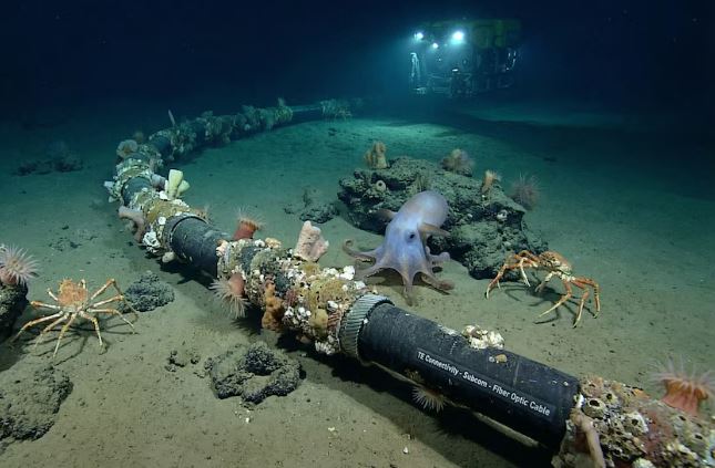 Venezuela tendrá mejor internet con la reparación del cable submarino: así es la operación en el mar
