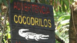 ¡Mucho cuidado! Advierten sobre mayor presencia de cocodrilos en ríos y playas