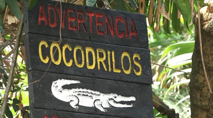 ¡Mucho cuidado! Advierten sobre mayor presencia de cocodrilos en ríos y playas